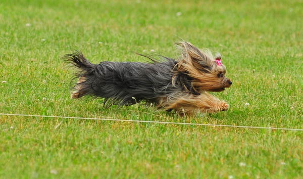 Olivia Lure Coursing