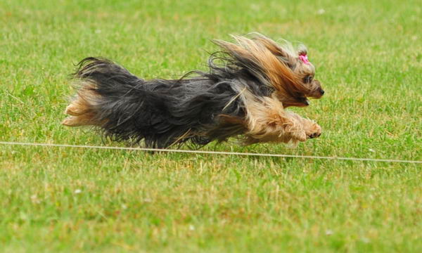 Olivia Lure Coursing