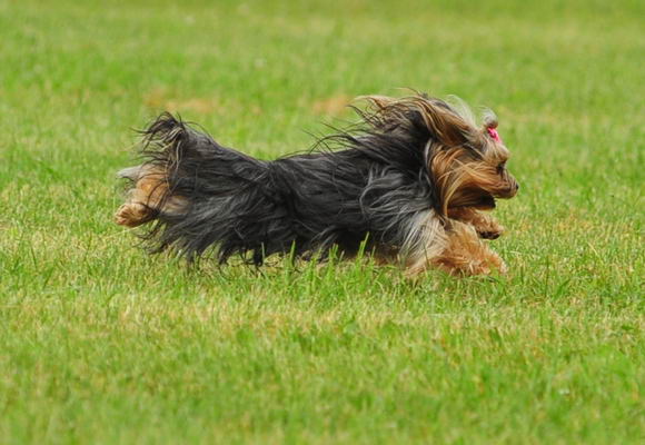 Olivia Lure Coursing